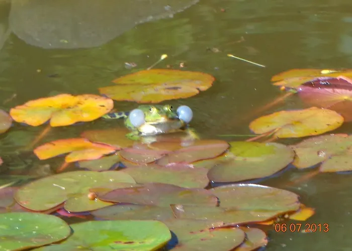 Leo's Ruh מלון Waldböckelheim